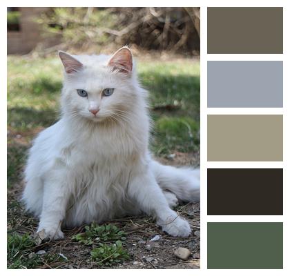 White Cat Cat Backyard Image
